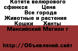 Котята велюрового сфинкса. .. › Цена ­ 15 000 - Все города Животные и растения » Кошки   . Ханты-Мансийский,Мегион г.